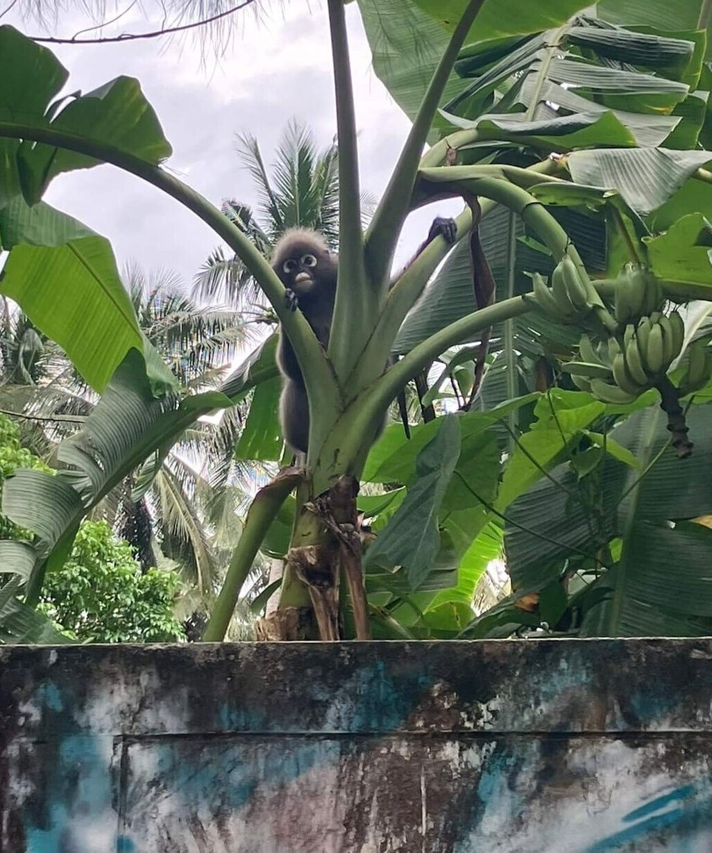Dusky Langur, black-eyed-monkey sitting in a banana tree