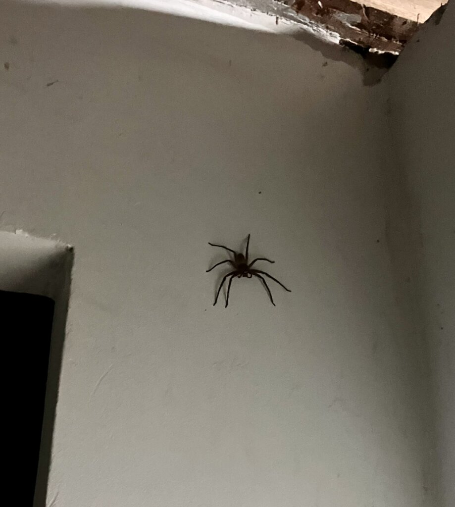 huntsman species spider