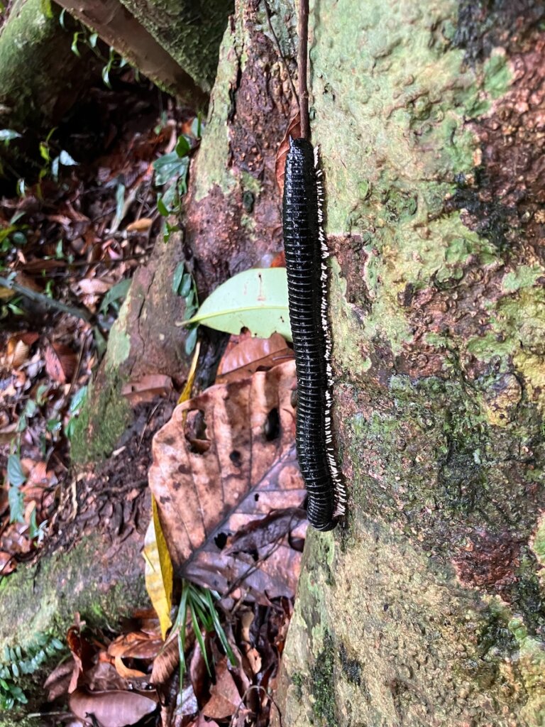 Sinharaja Rain Forest, giant millipede