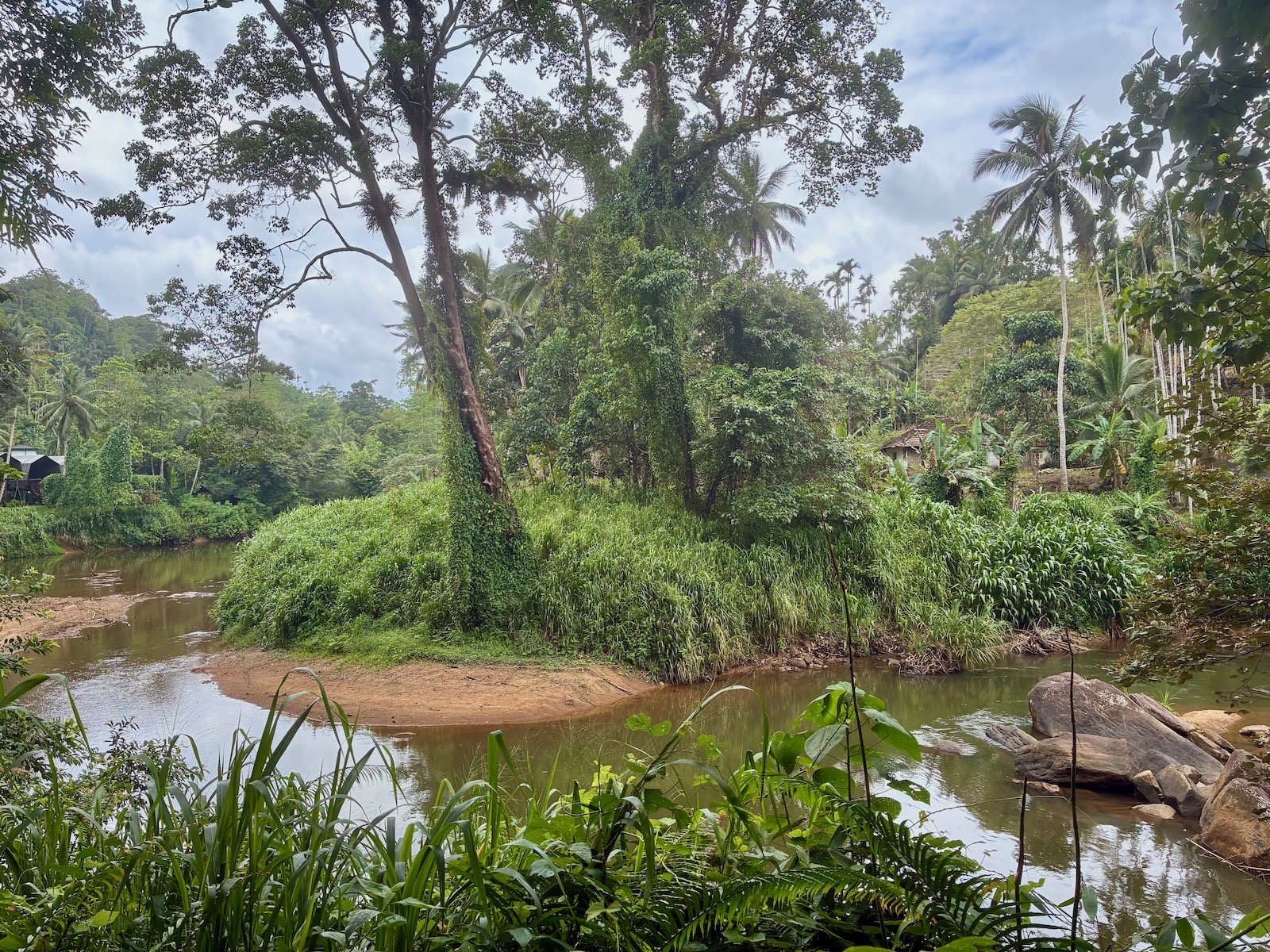 Jungle hike in Sinharaja