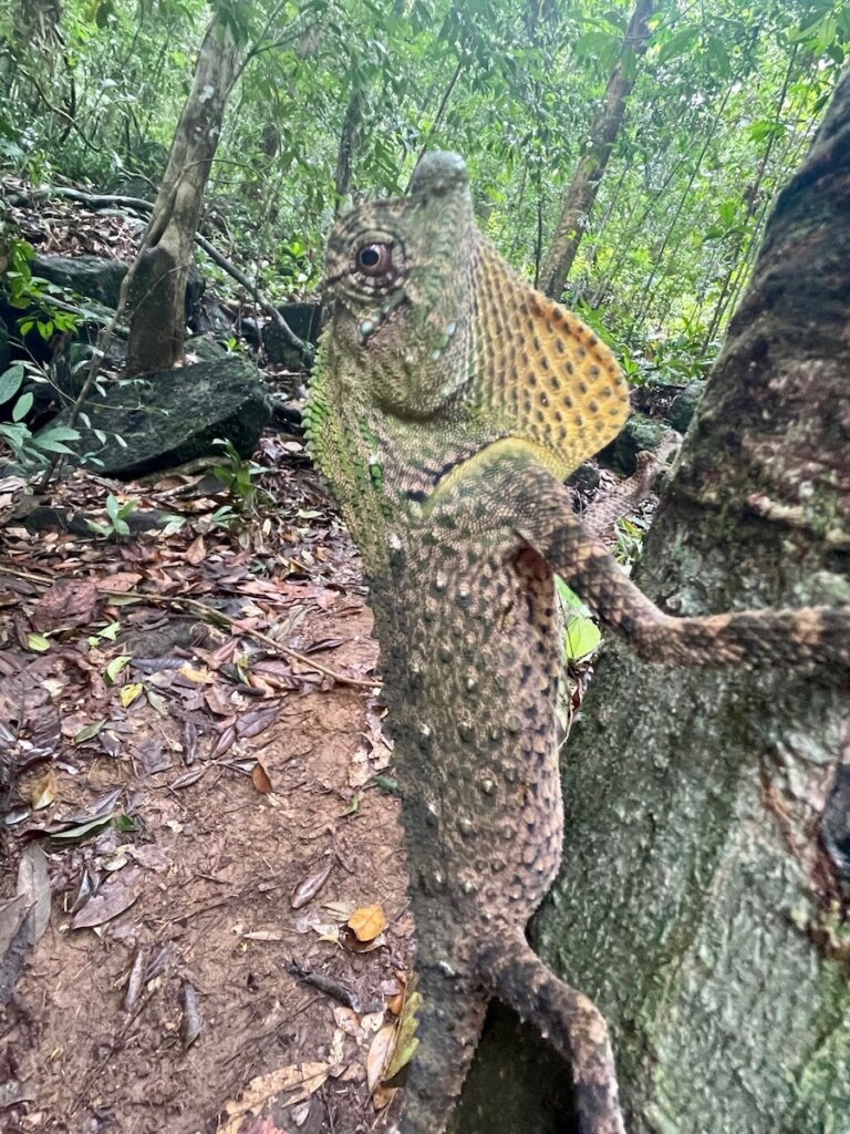 Sinharaja Rain Forest, Lizard